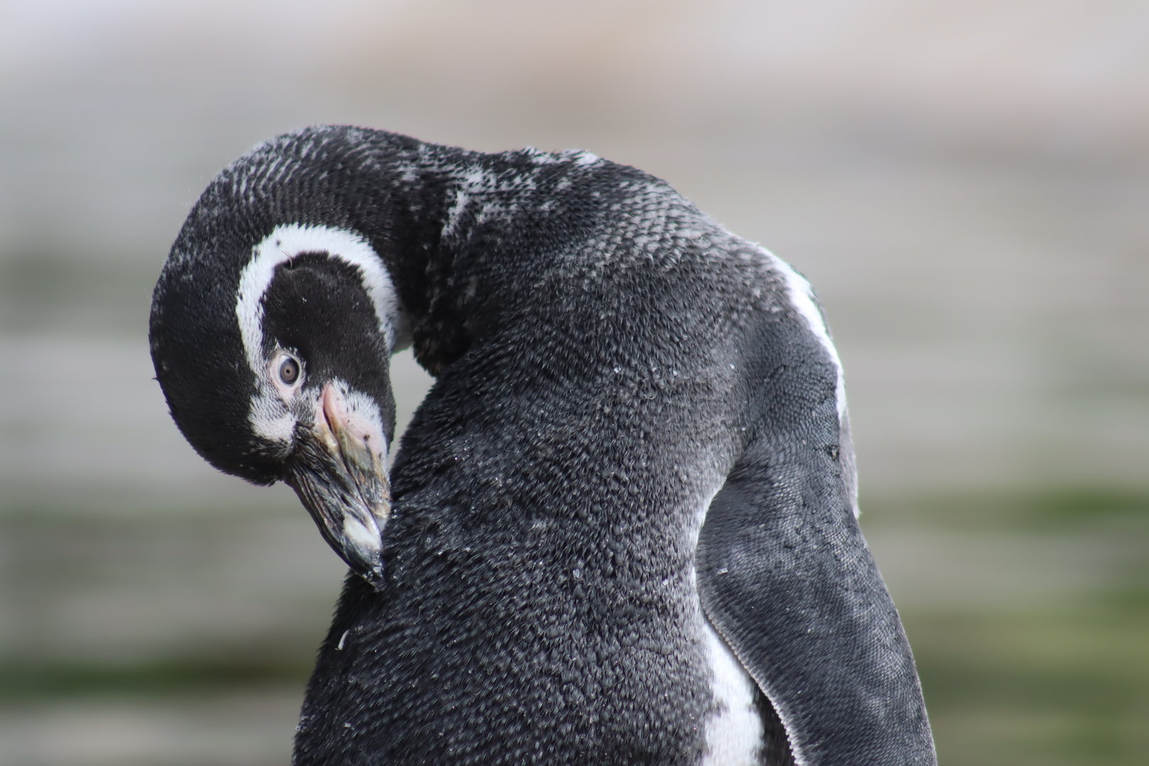 Humboldt Penguin