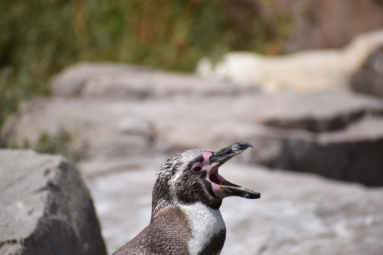 Humboldt penguin