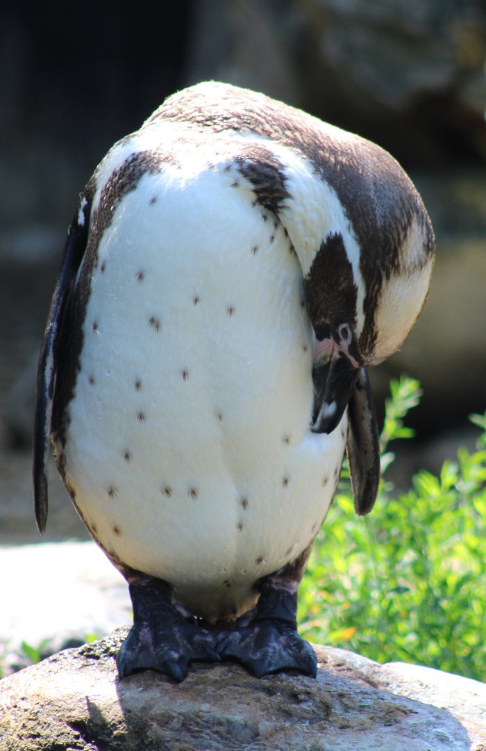 Humboldt penguin