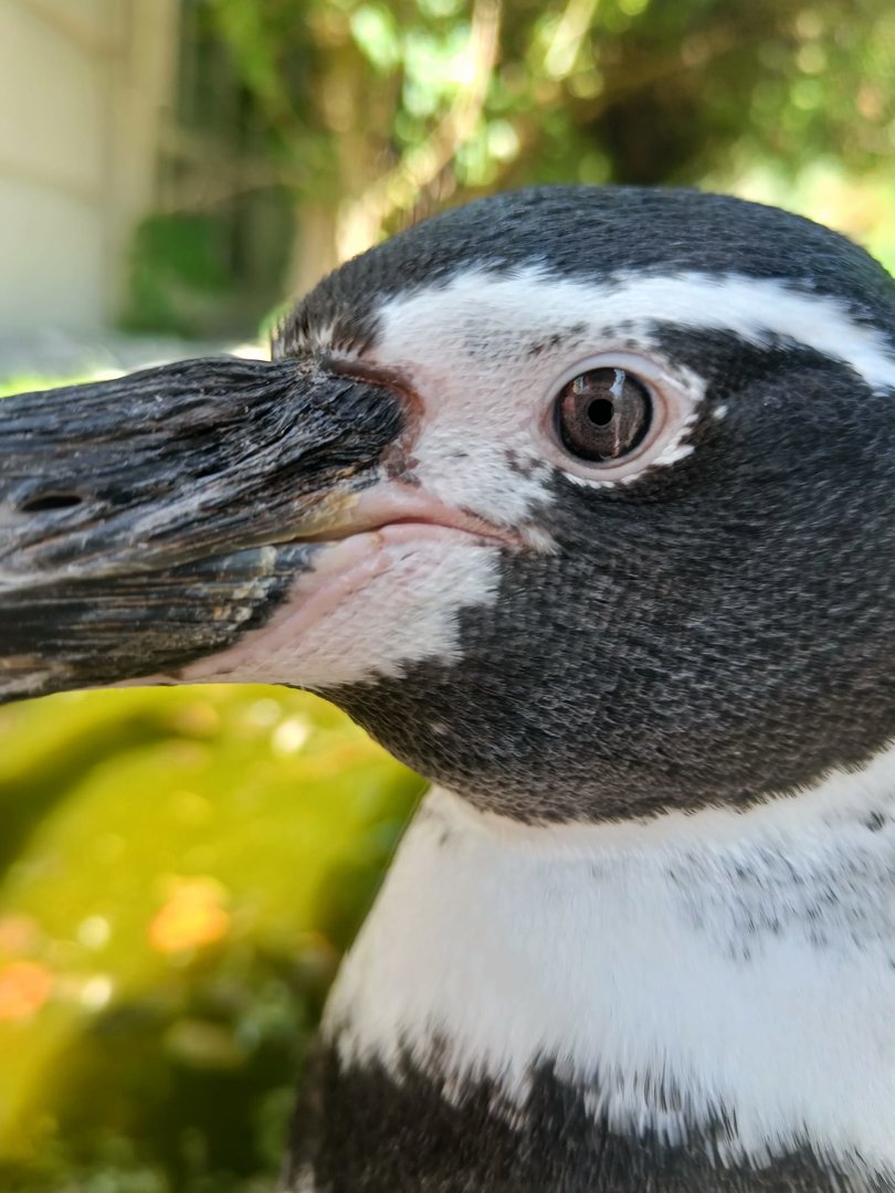 Humboldt Penguin
