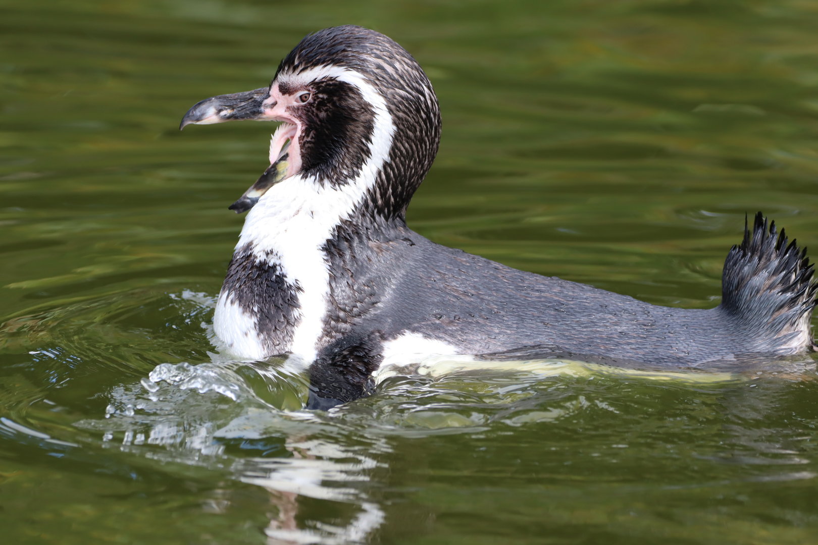Humboldt Penguin