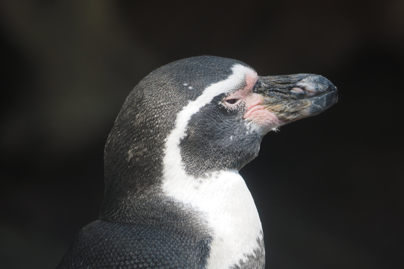 Humboldt Penguin
