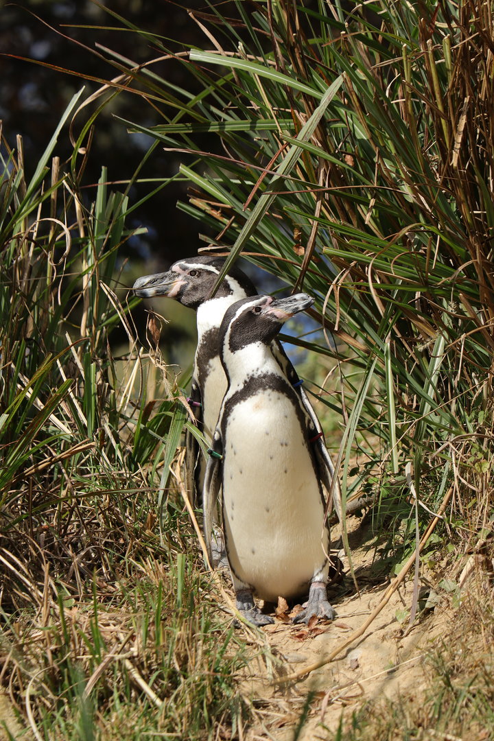 Humboldt penguin