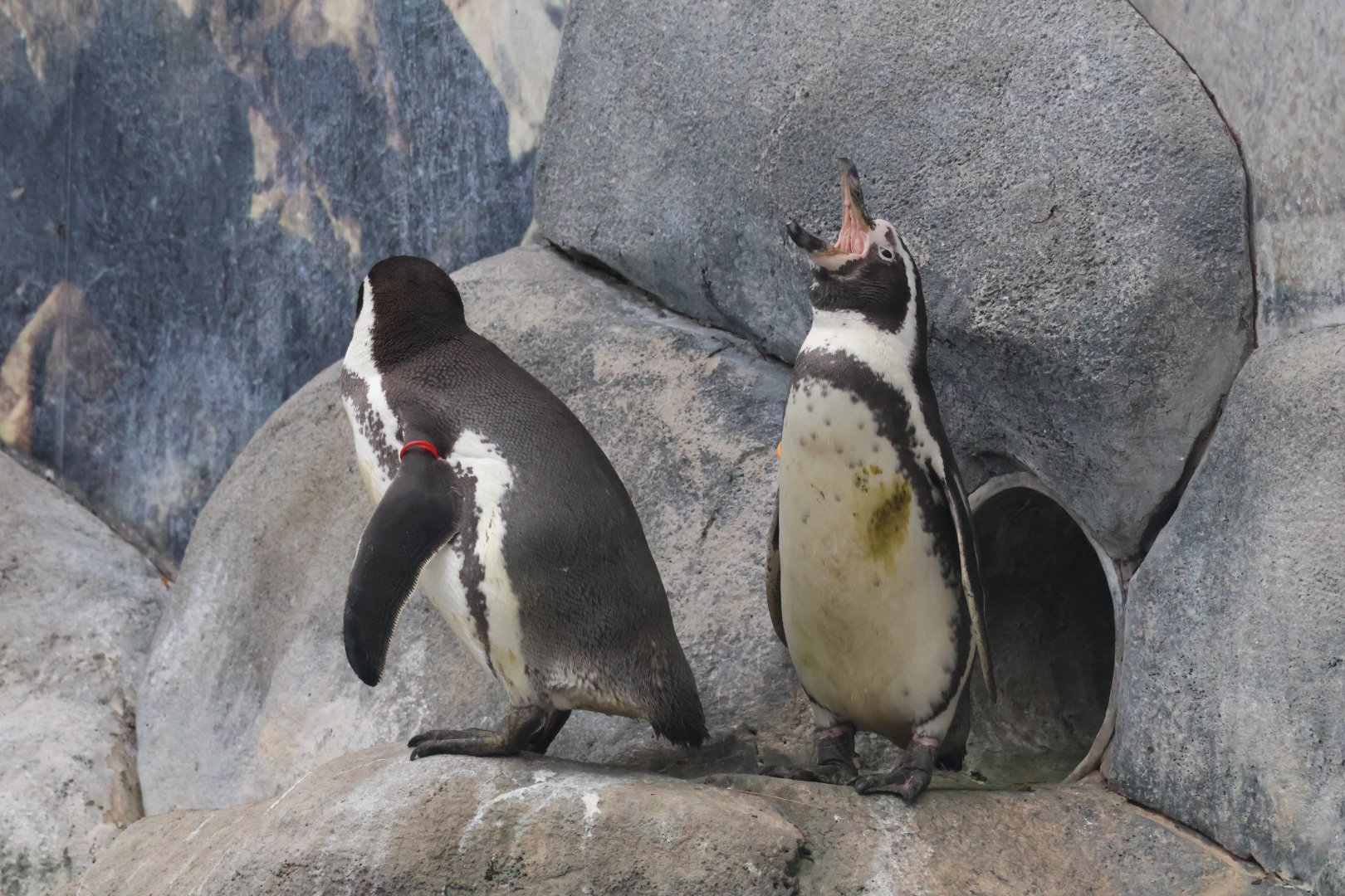 Humboldt Penguin