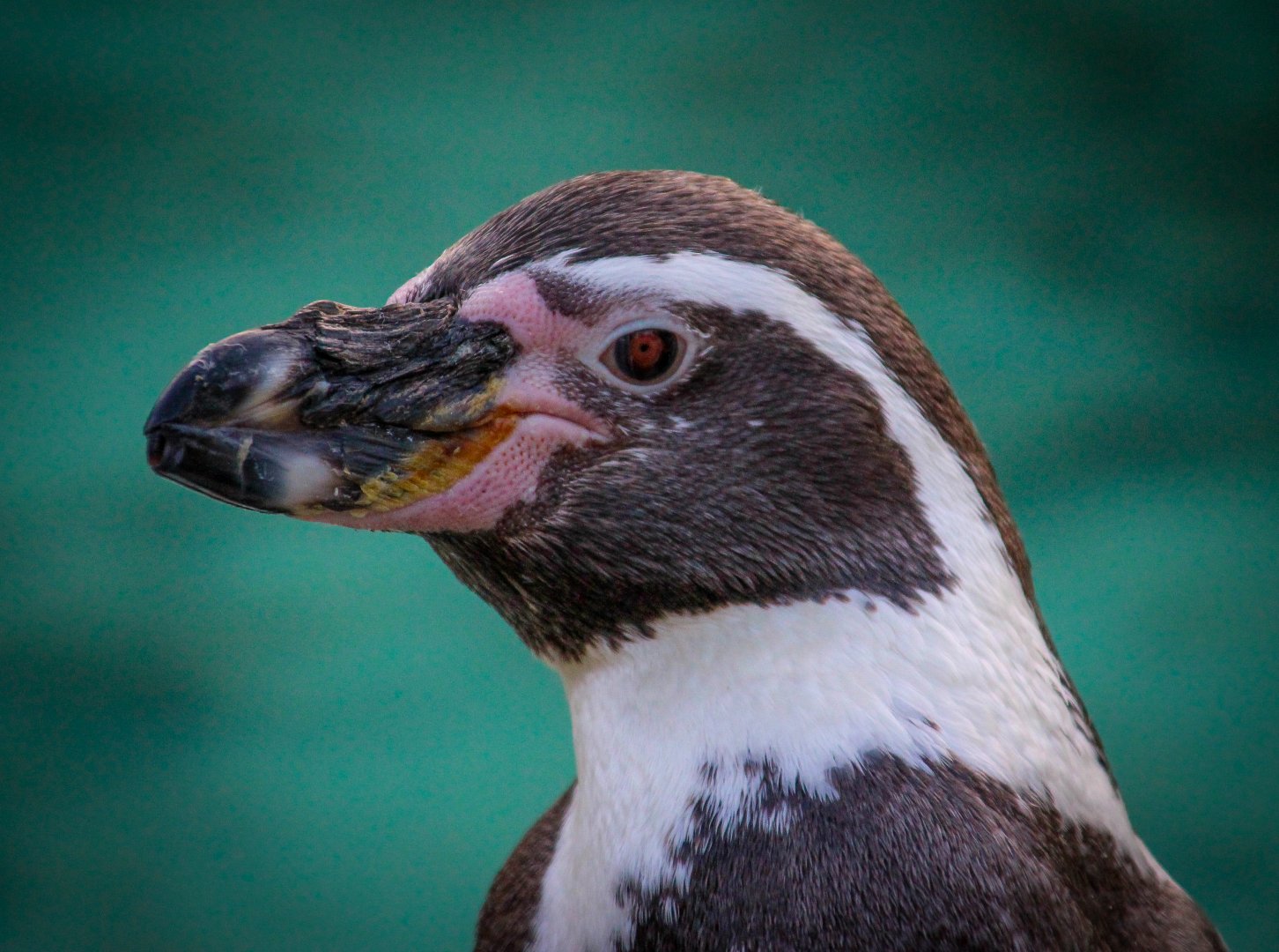Humboldt Penguin