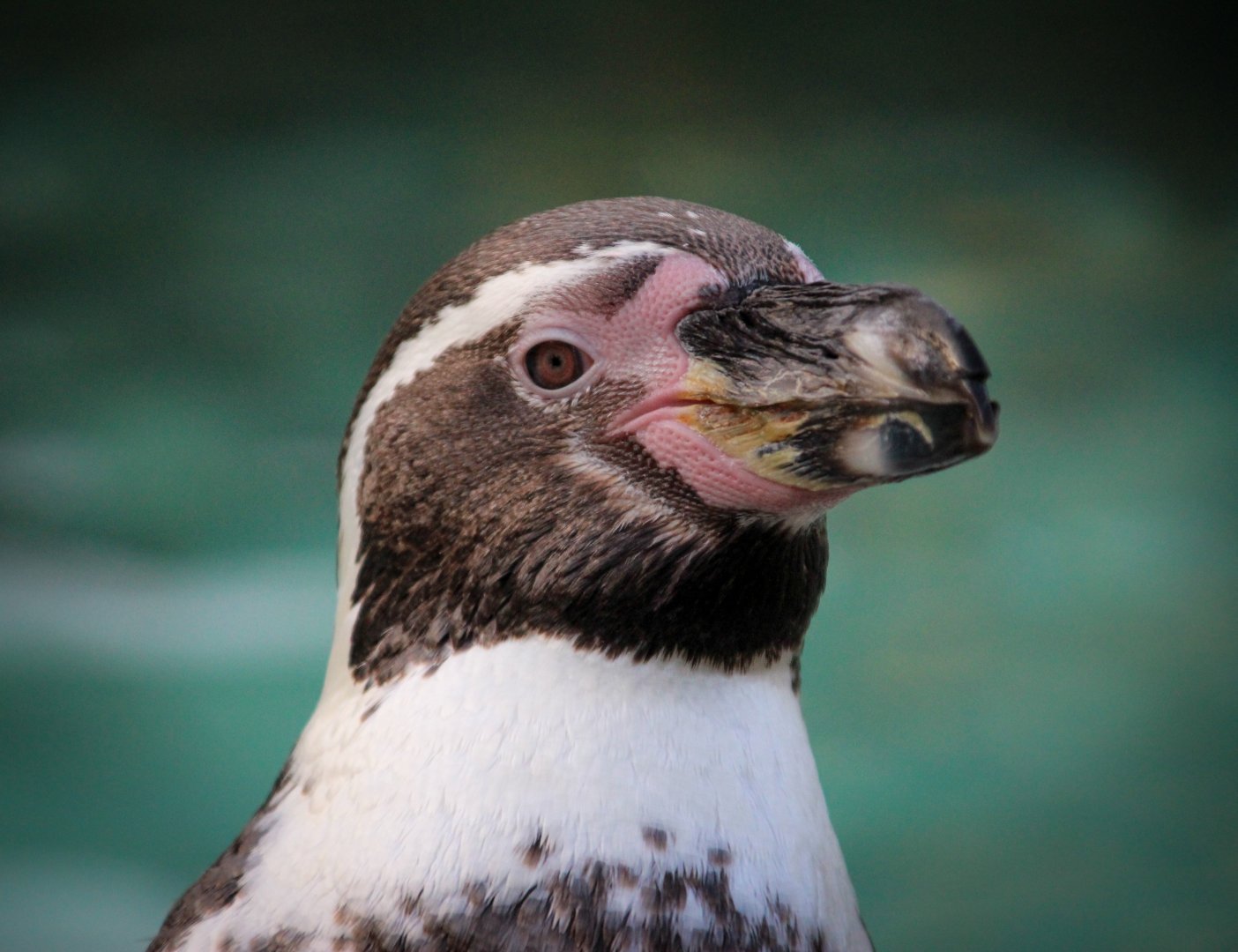 Humboldt Penguin