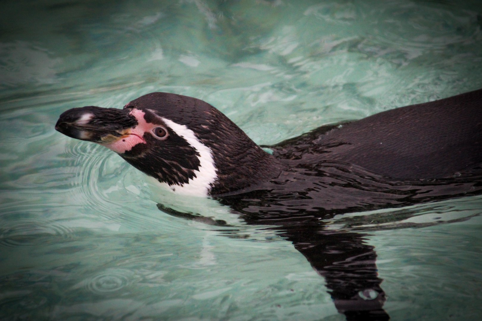 Humboldt Penguin