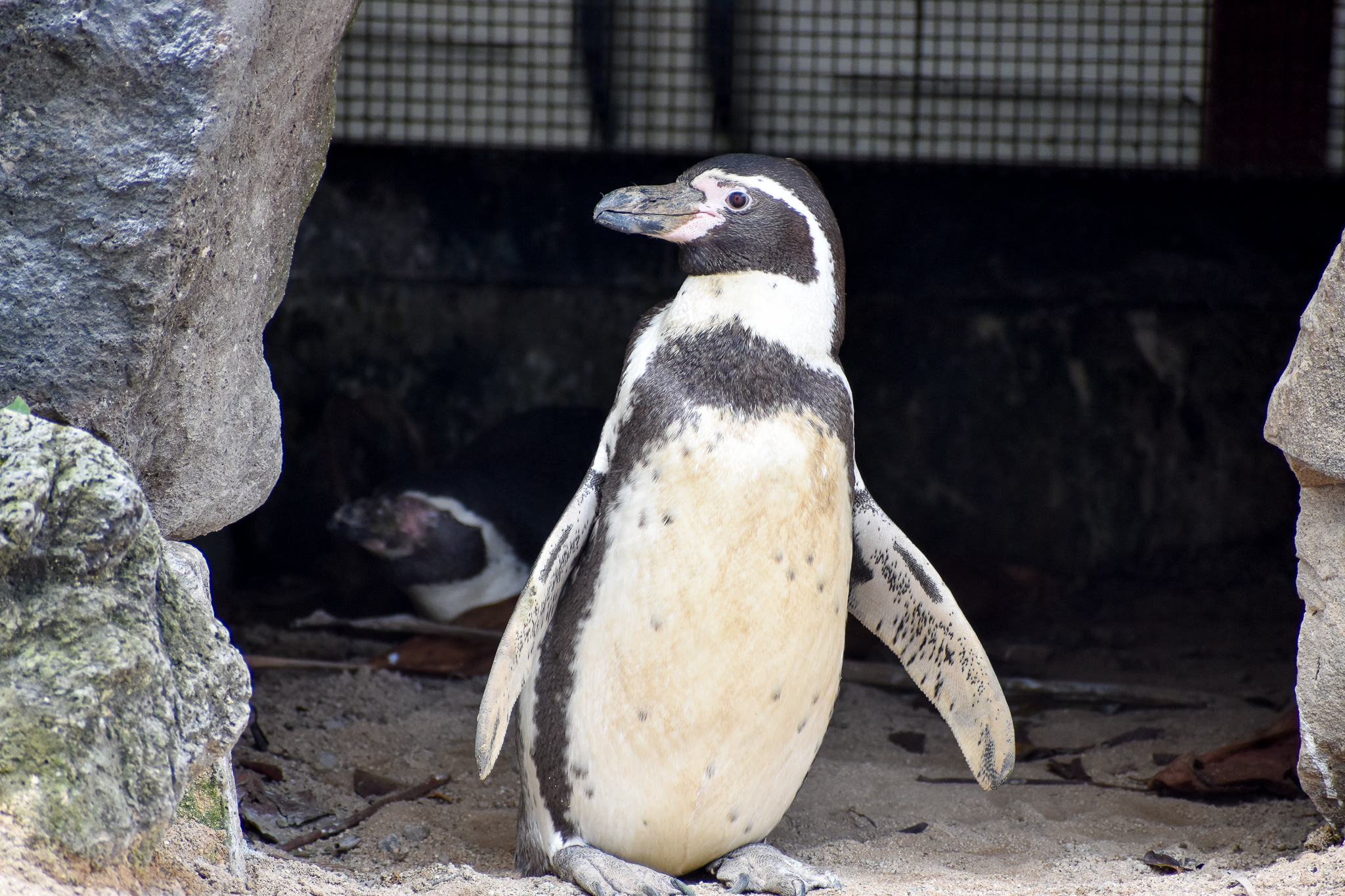 Humboldt Penguin