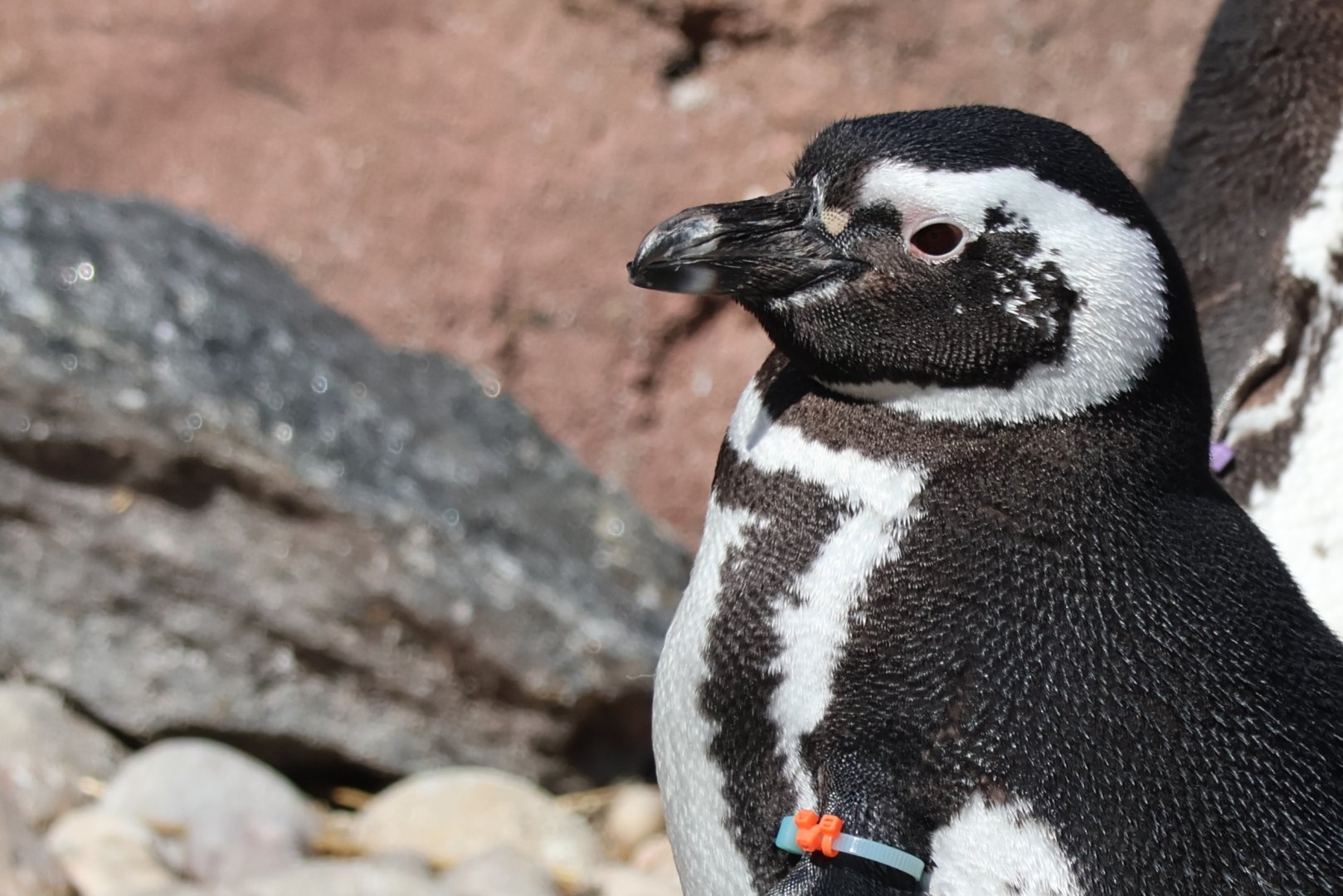 Humboldt Penguin