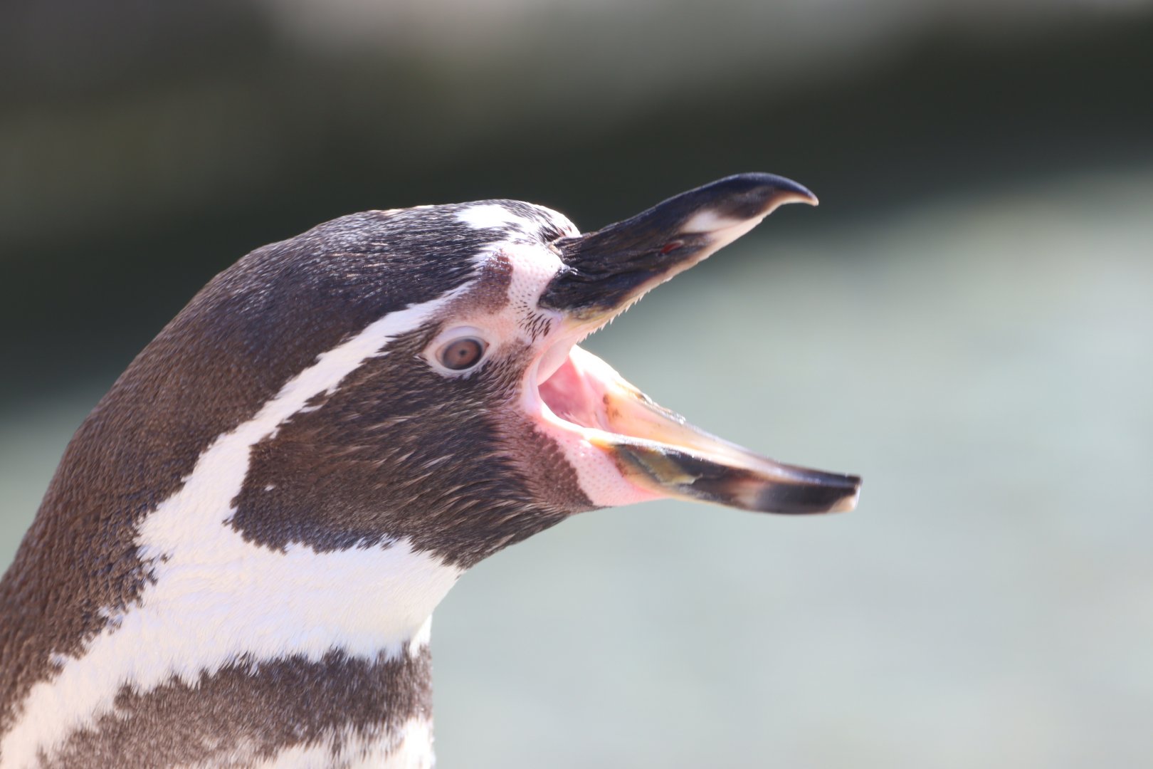 Humboldt Penguin