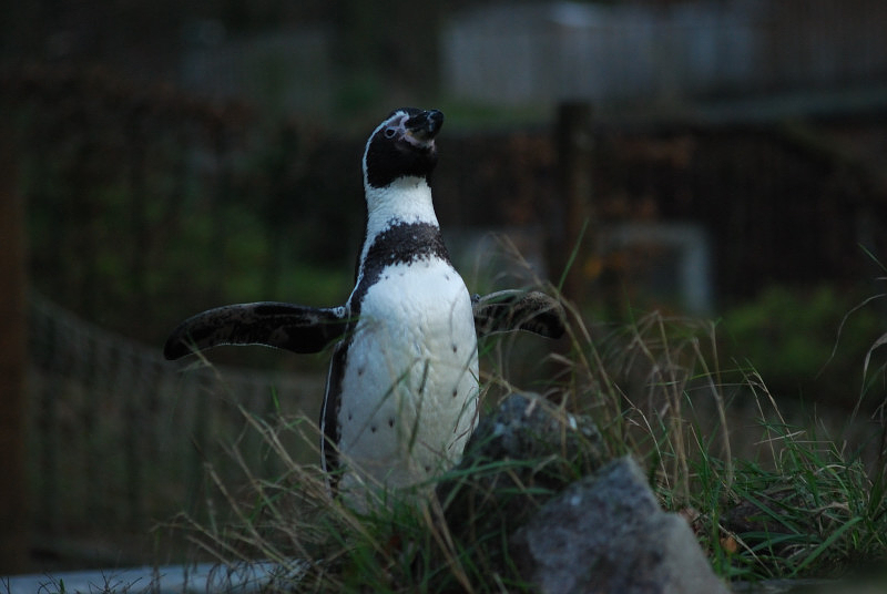 Humboldt penguin