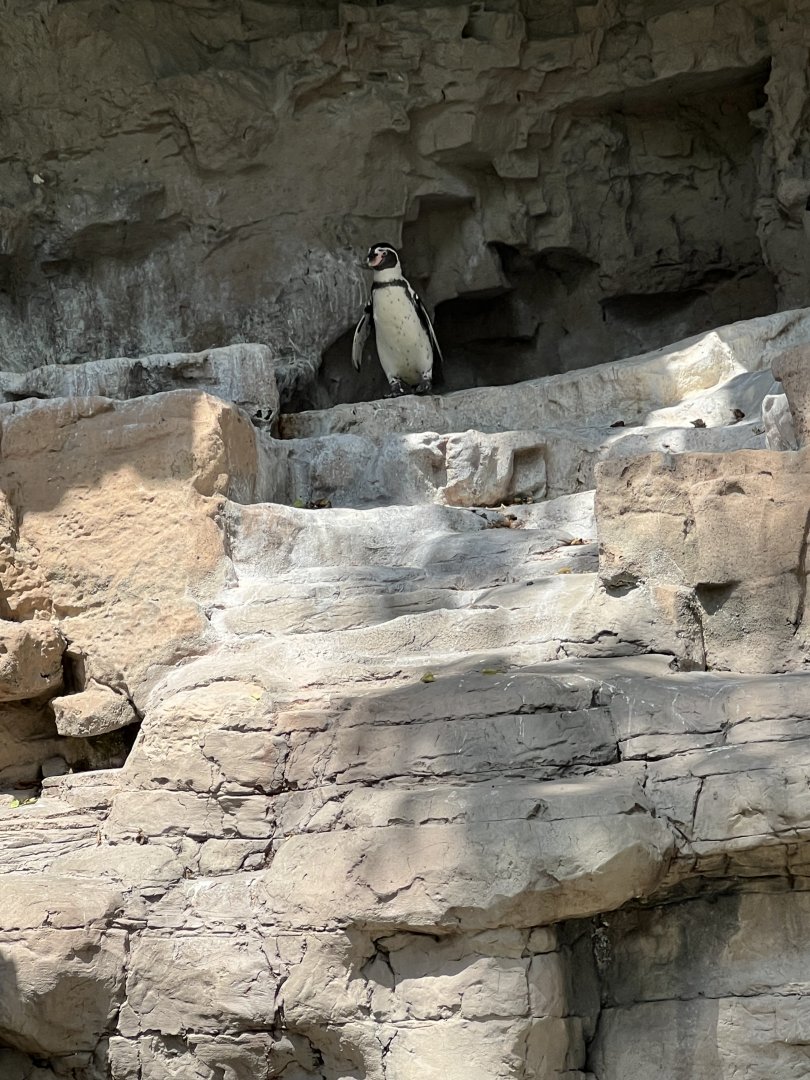 Humboldt Penguin