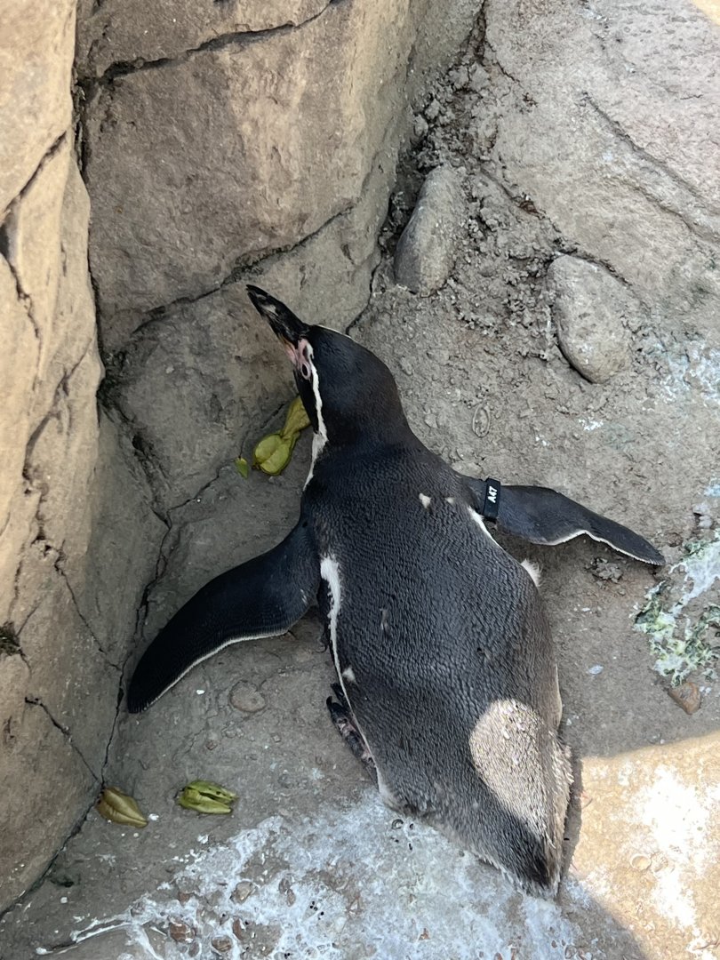 Humboldt Penguin