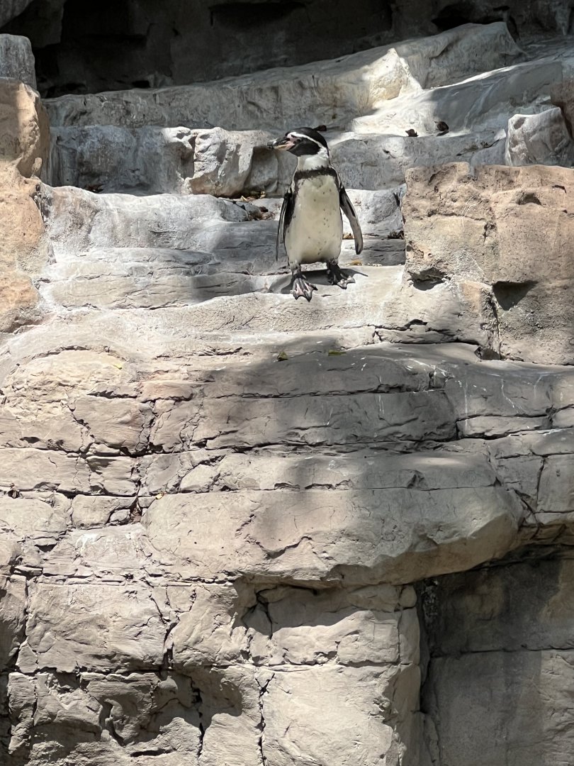 Humboldt Penguin