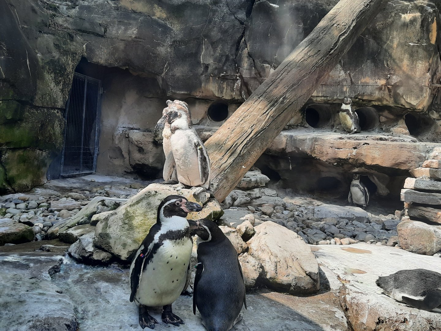 Humboldt Penguin