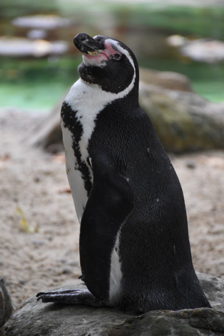 Humboldt penguin