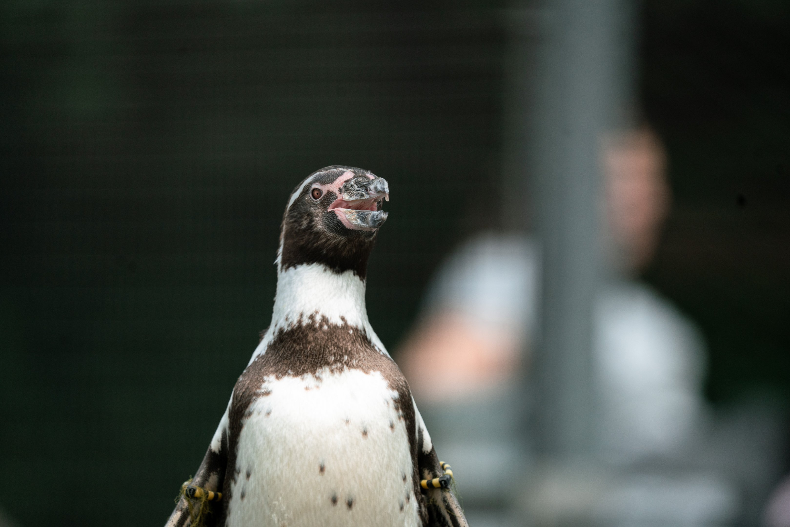Humboldt penguin