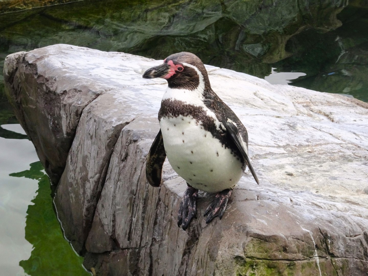 Humboldt Penguin
