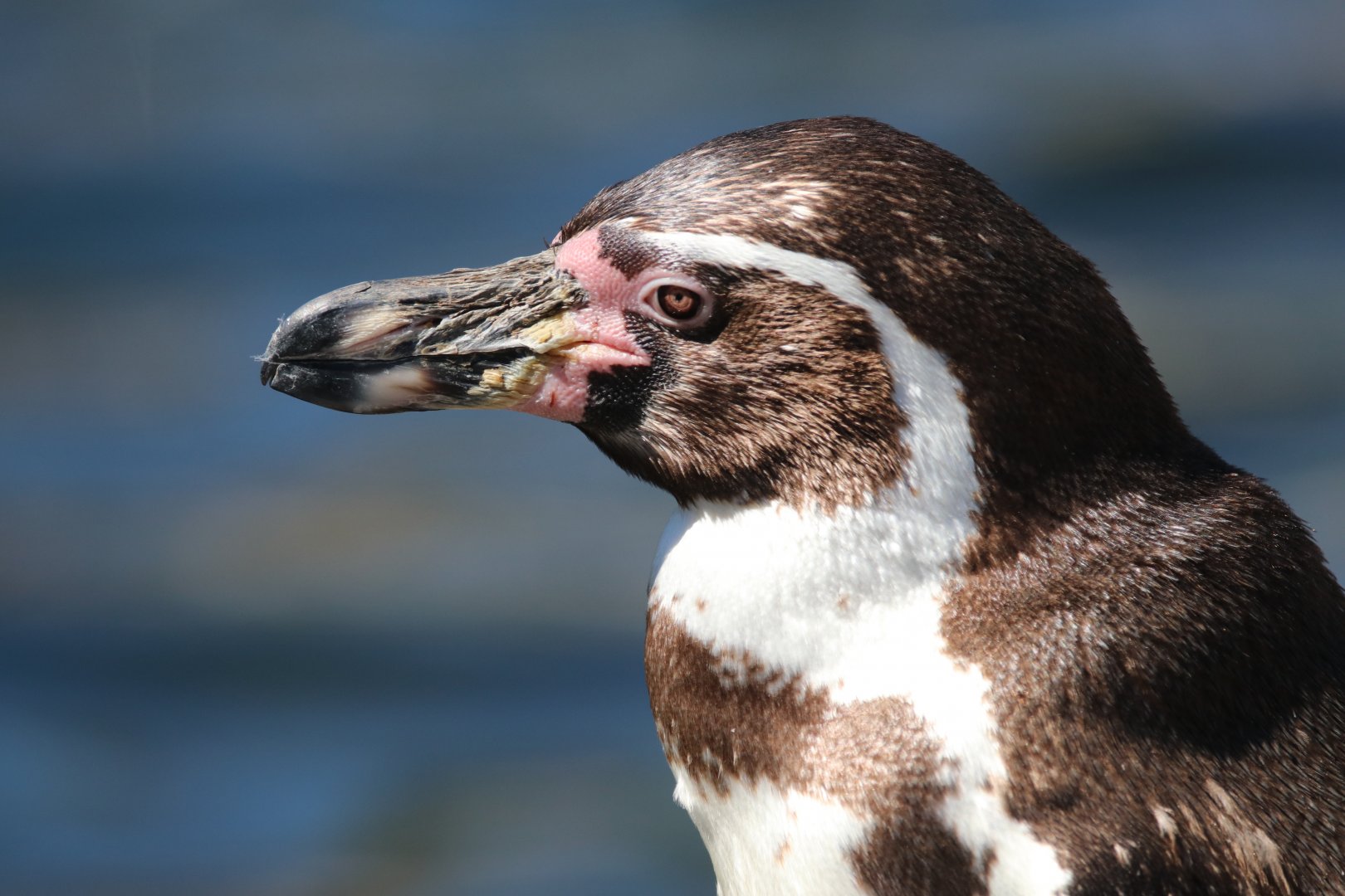 Humboldt penguin