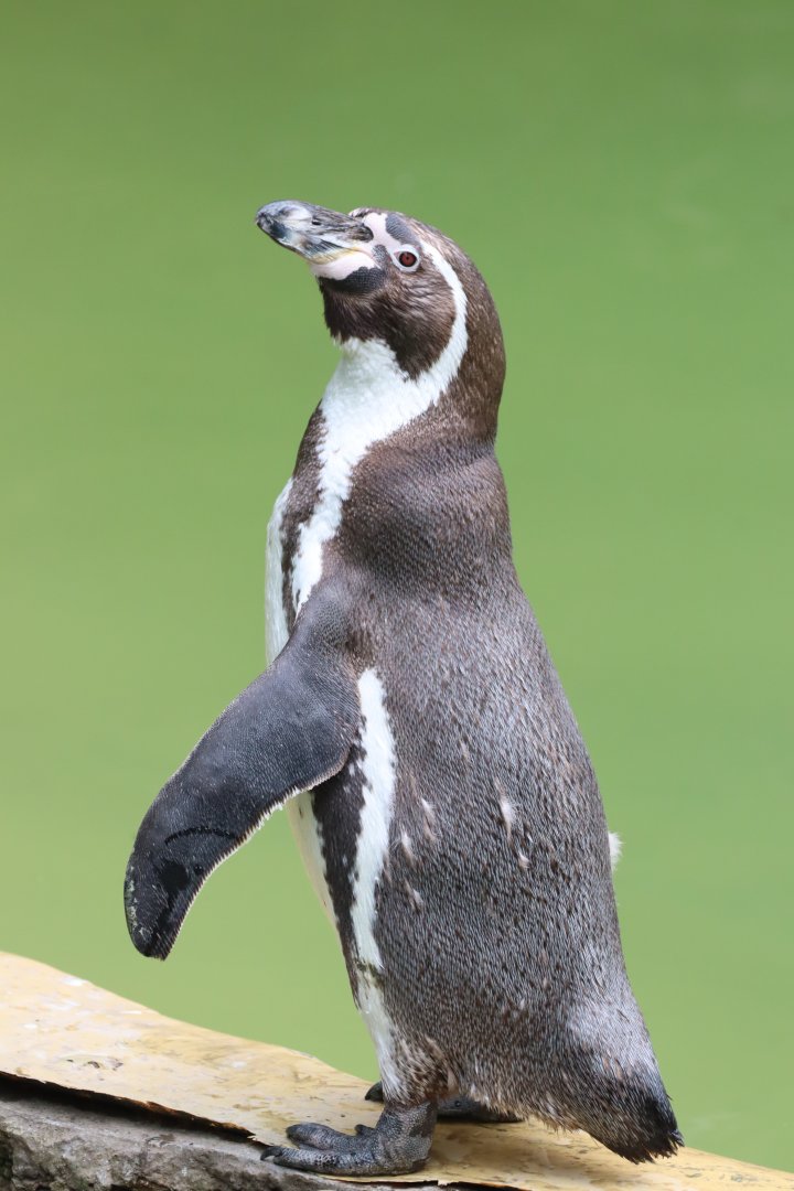 Humboldt Penguin
