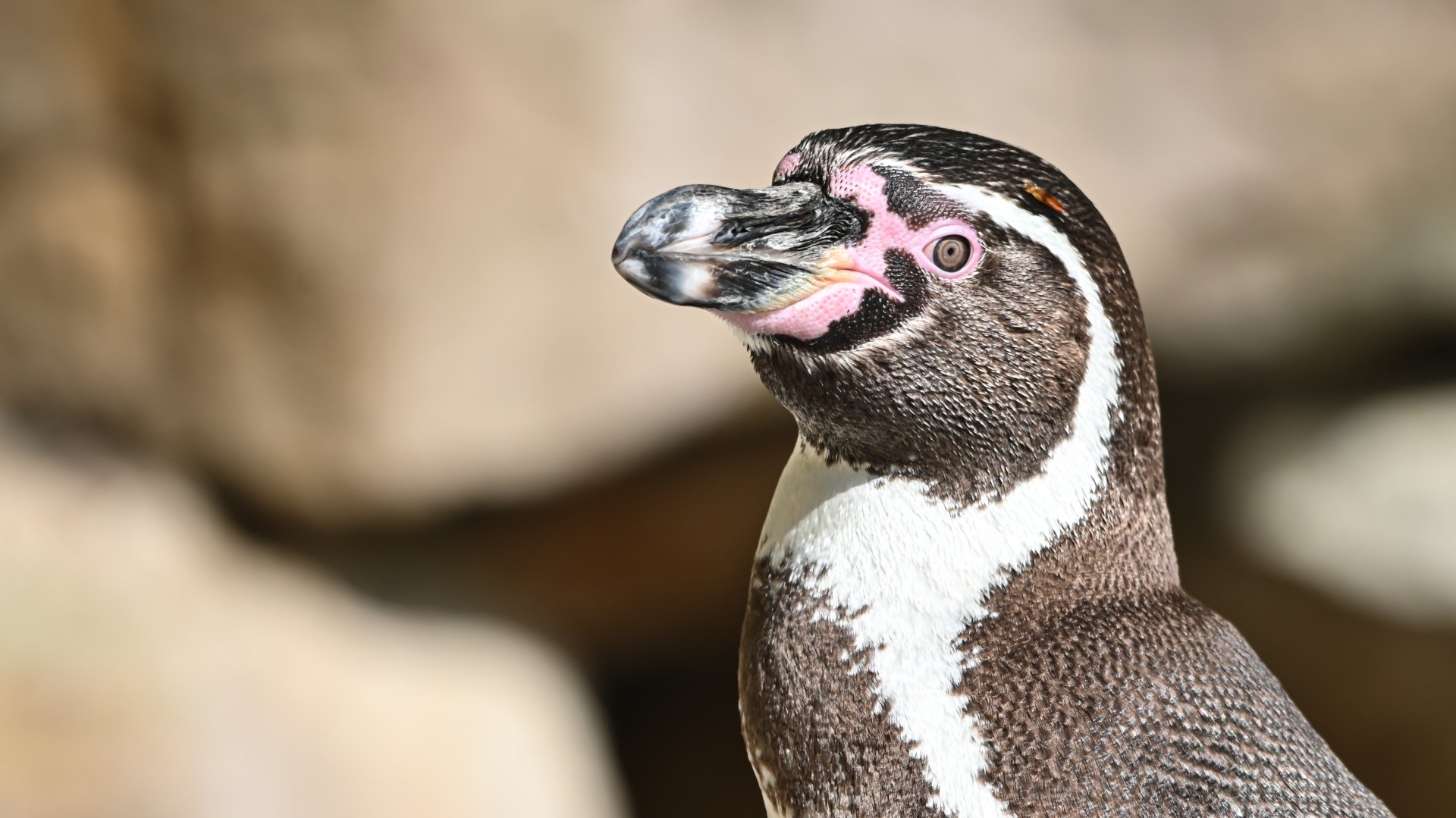 Humboldt penguin