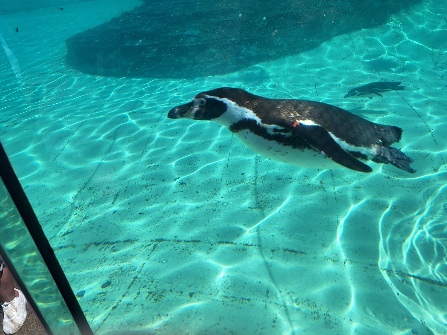 Humboldt Penguin