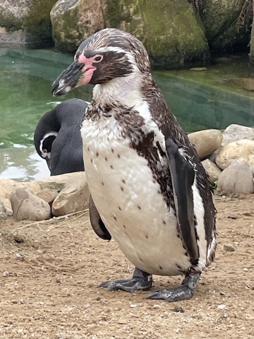 Humboldt Penguin