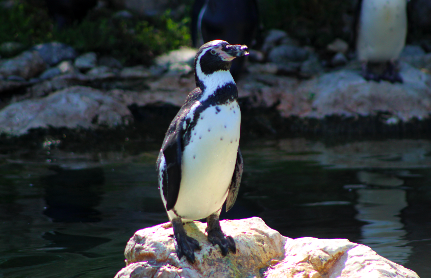 Humboldt Penguin