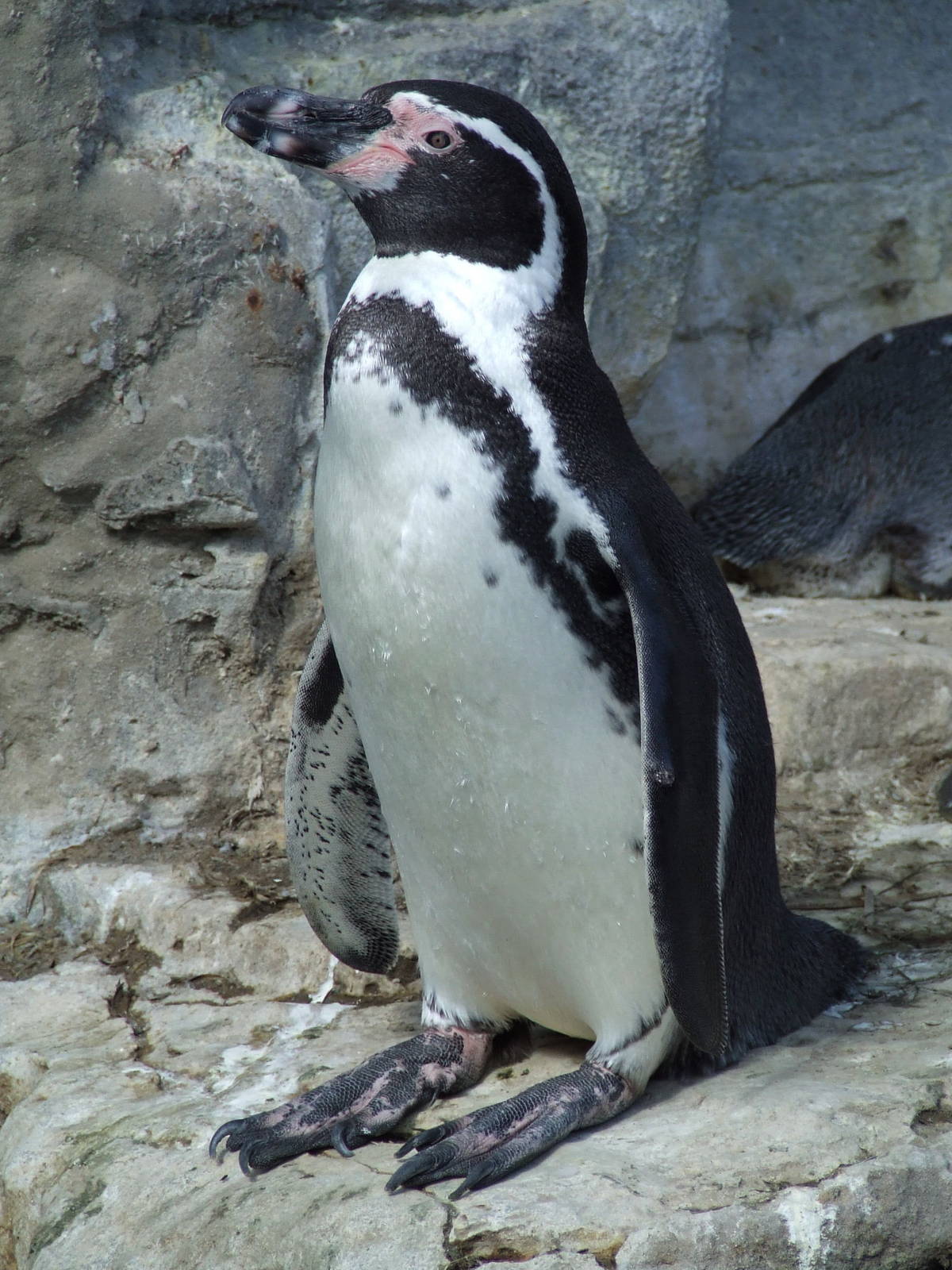 Humboldt Penguin