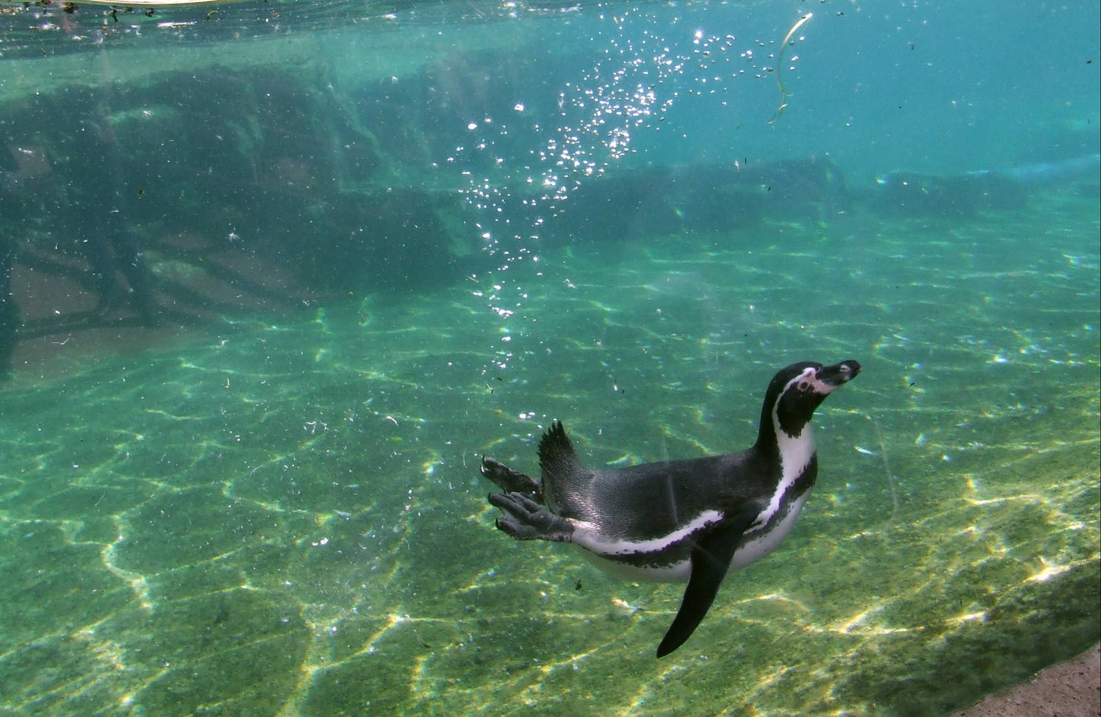 Humboldt Penguin