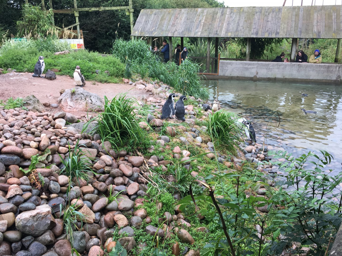 Humboldt penguins 030817