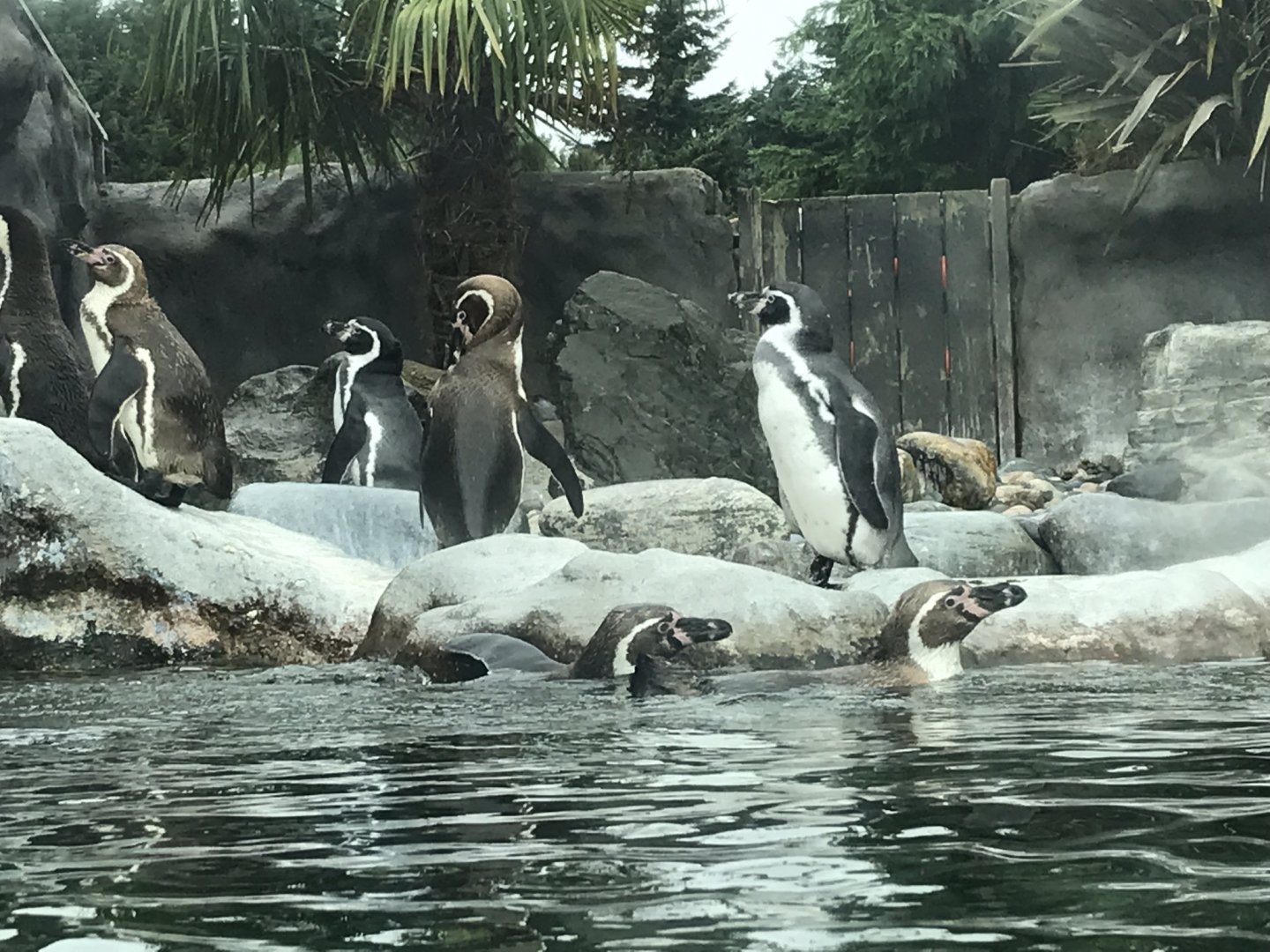 Humboldt penguins 050819