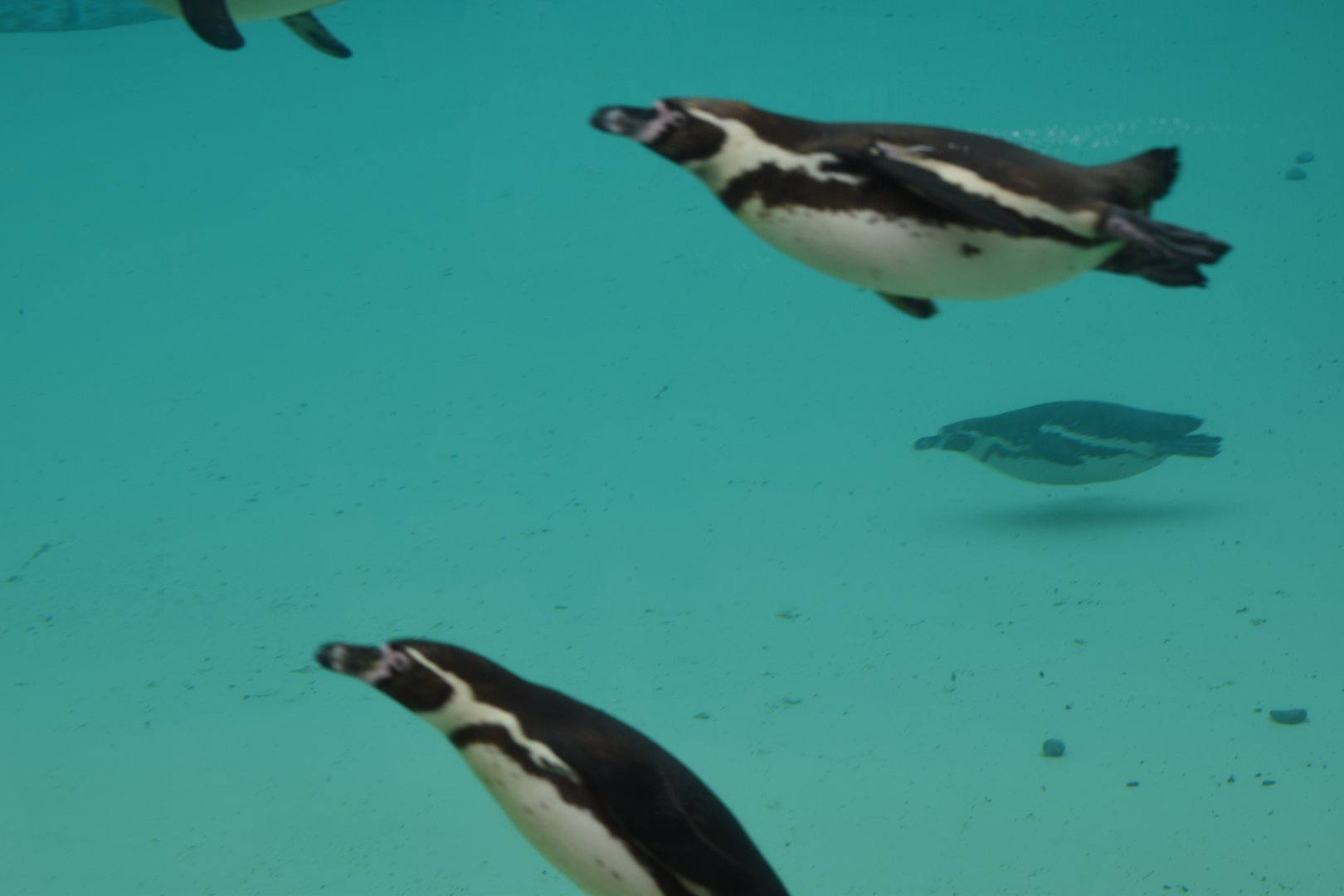 Humboldt penguins - 08/07/20