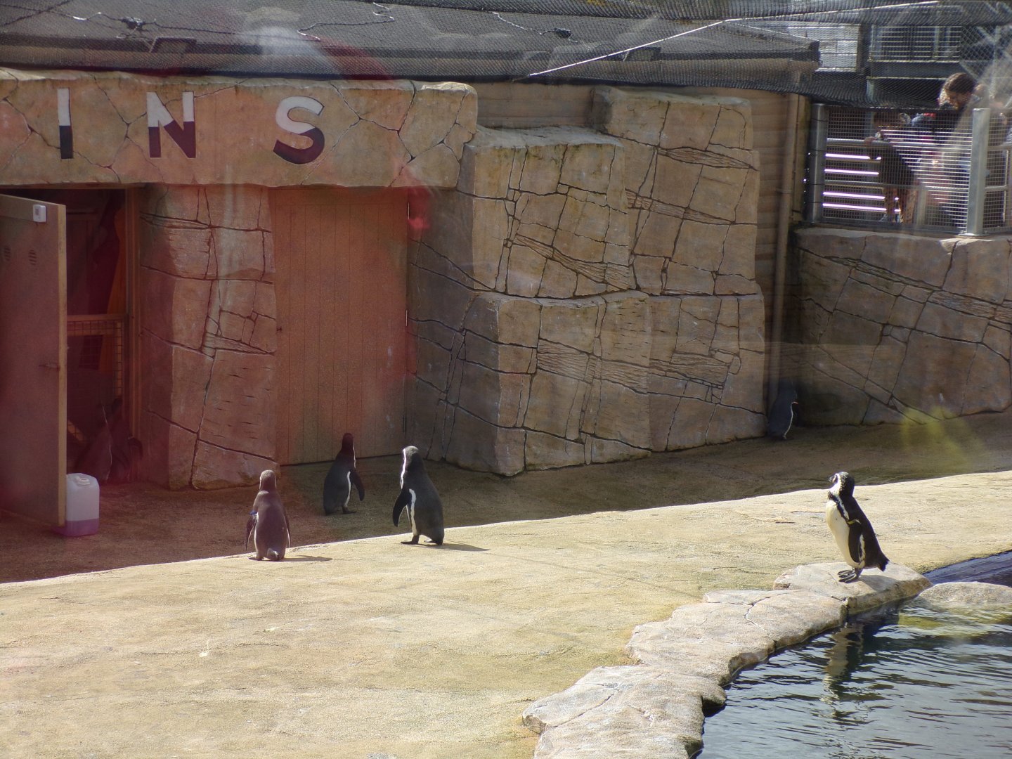 Humboldt penguins 12.4.24