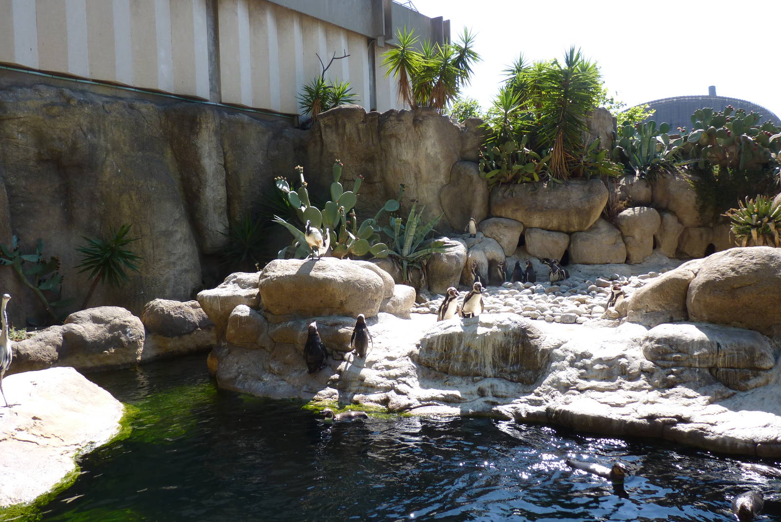 Humboldt Penguins, 17 June 2015