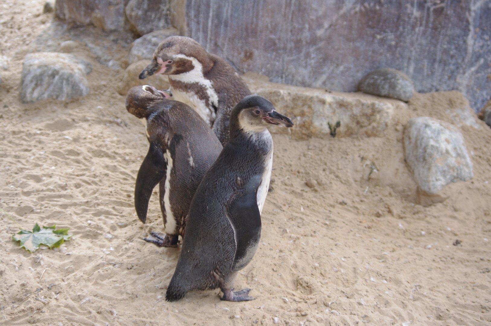 Humboldt Penguins- 2/8/2024