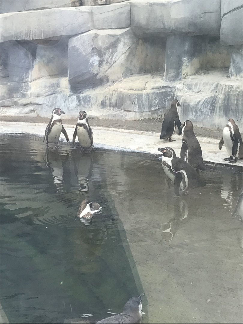 Humboldt penguins (2019)