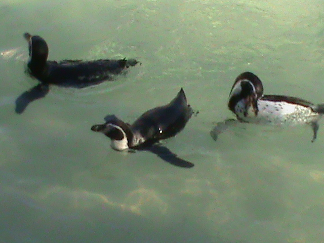 Humboldt penguins 211010