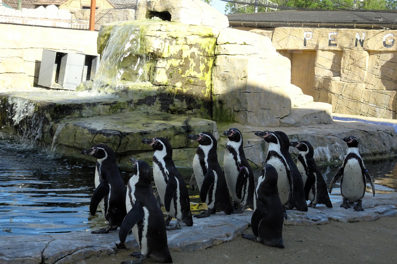Humboldt Penguins       22 May 2025
