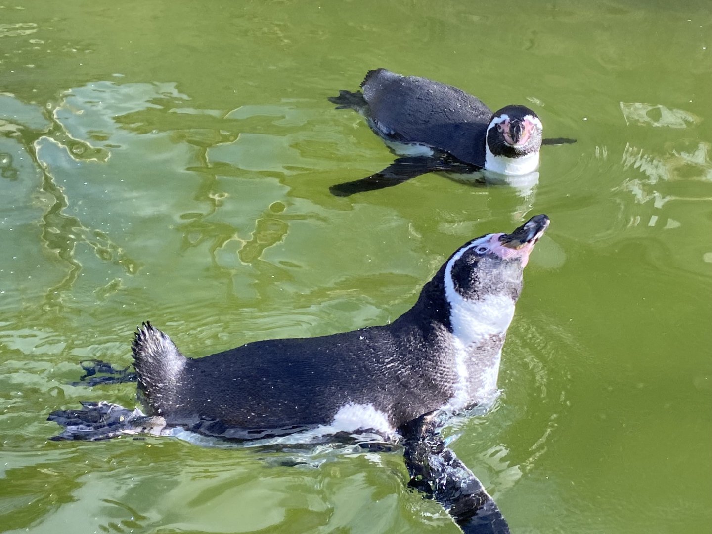 Humboldt penguins 241023