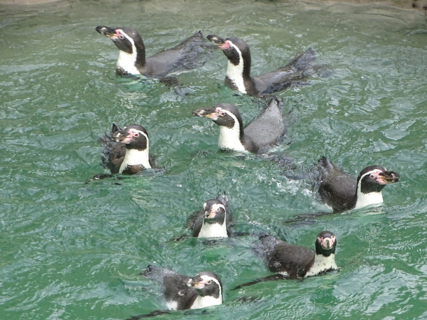 Humboldt Penguins, 2nd October 2025