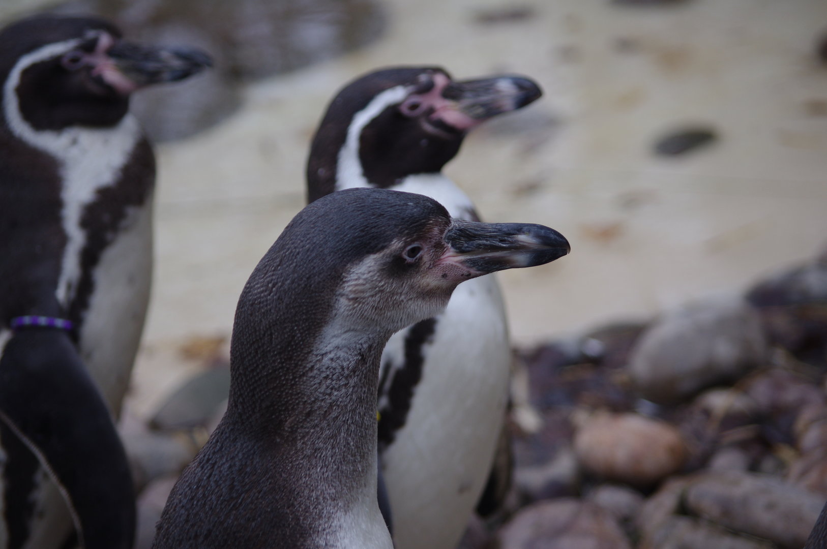 Humboldt Penguins- 4/3/2023
