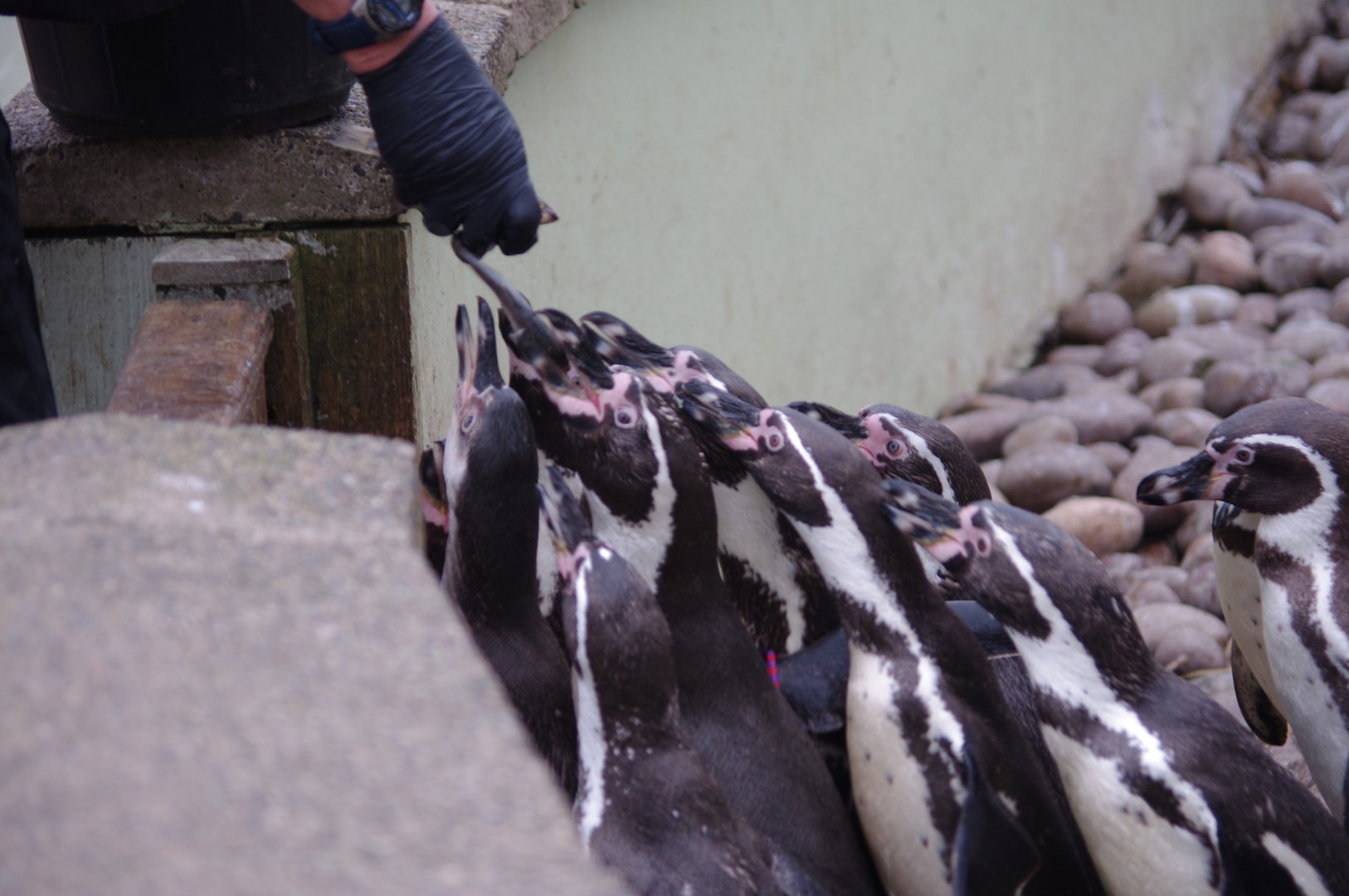 Humboldt Penguins- 4/3/2023