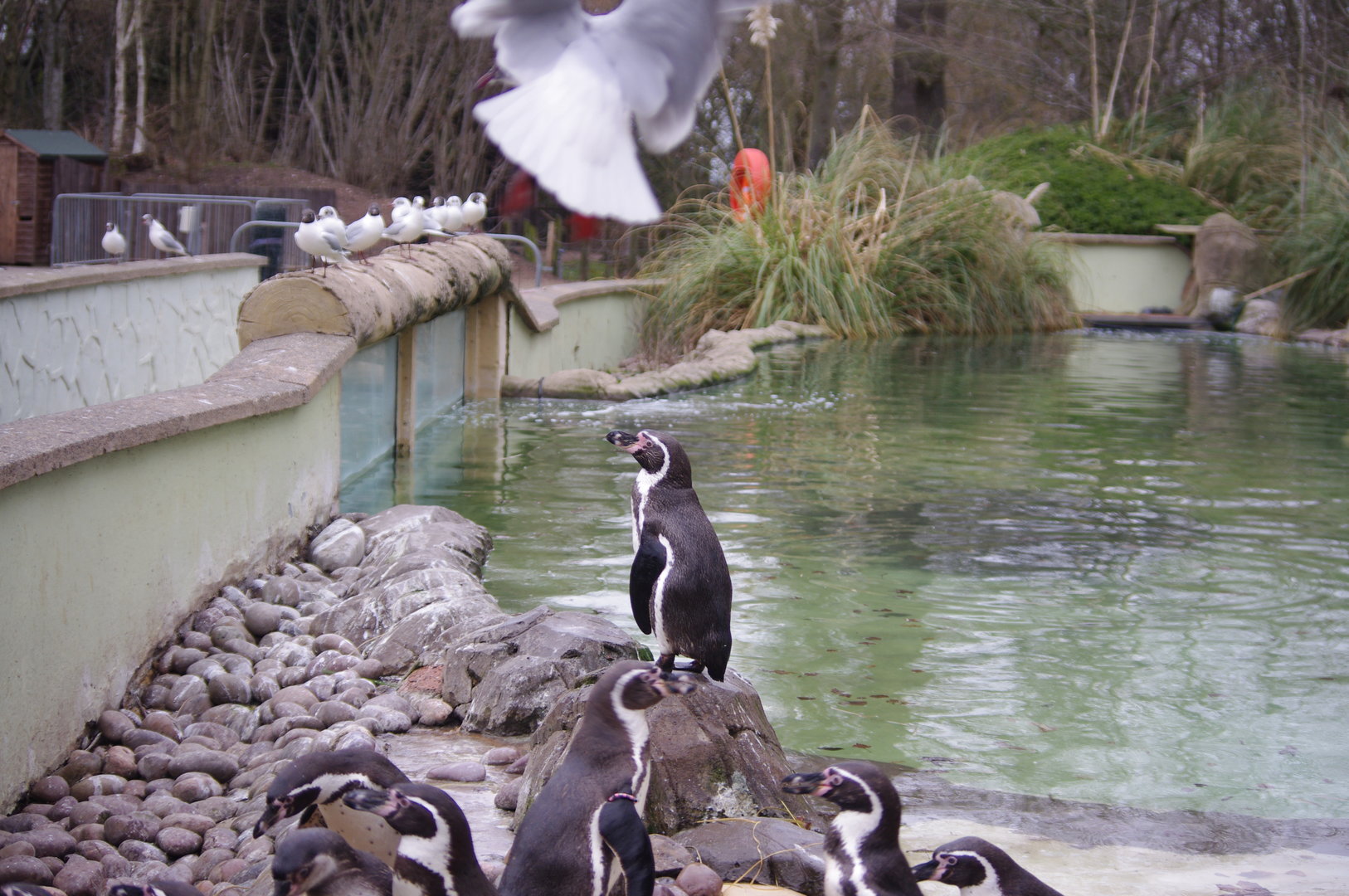 Humboldt Penguins- 4/3/2023