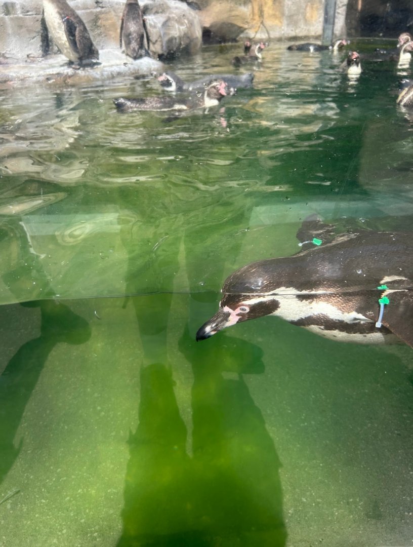 Humboldt Penguins (7/12/25)