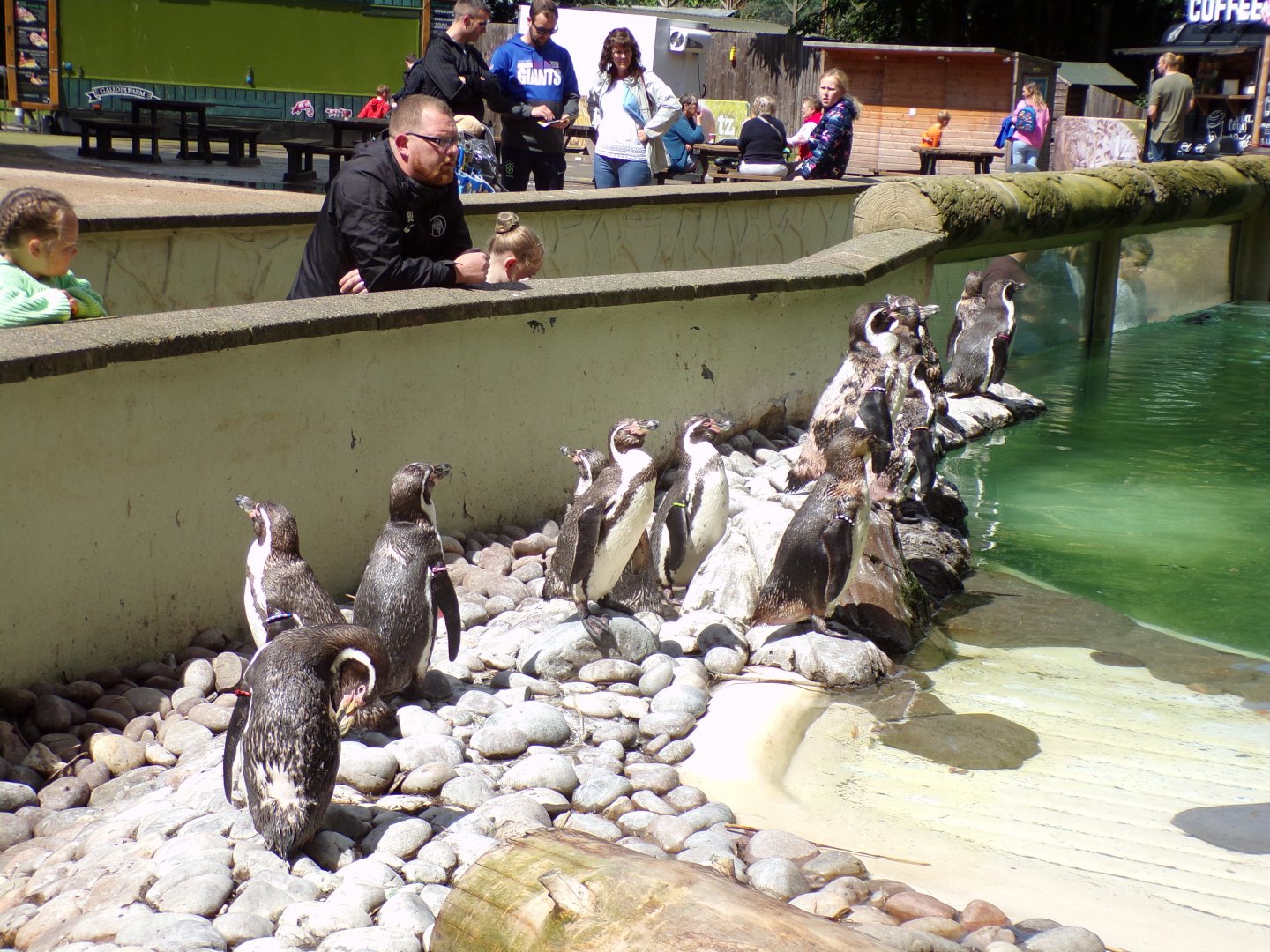 Humboldt penguins 7.7.24
