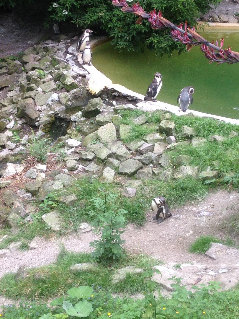 Humboldt penguins, 9th July 2019