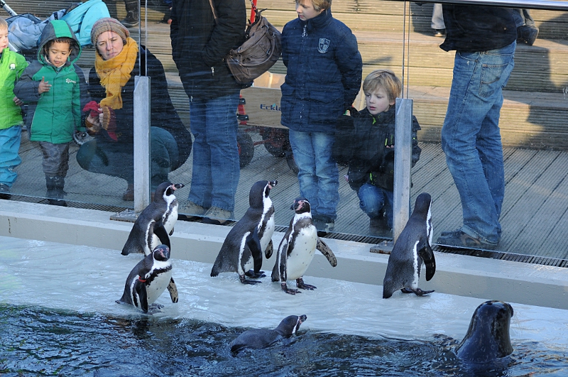 Humboldt penguins and Harbour seal at Bochum