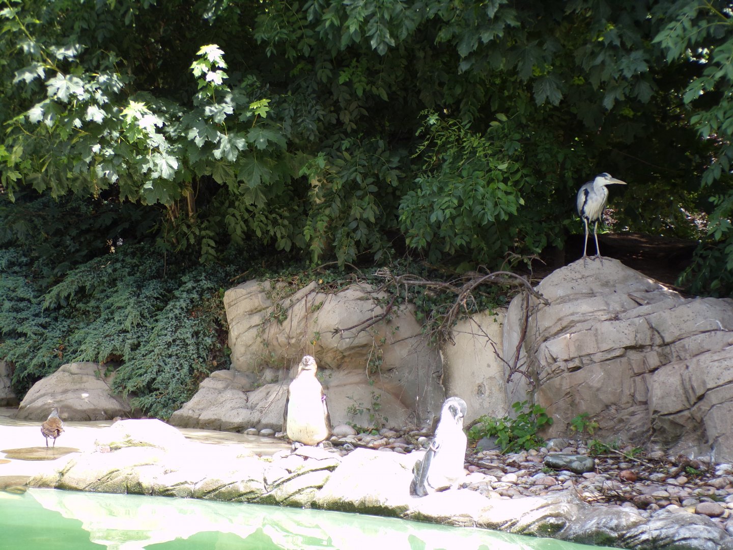 Humboldt penguins and heron 7.7.24