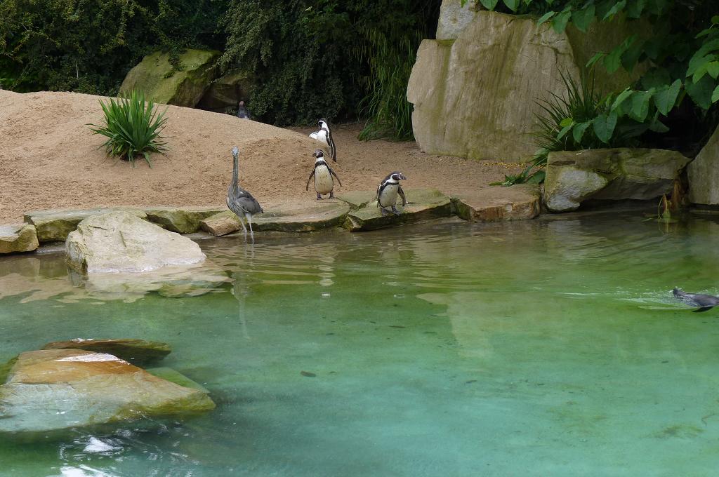 Humboldt Penguins and heron, June 2012